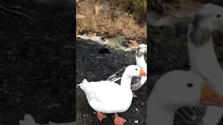 Feeding chickens and geese during flood