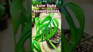 Low light plants for your house. #shorts #houseplant #plants