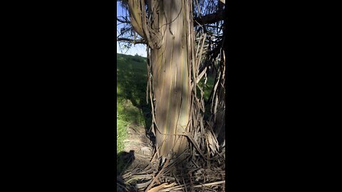 Brown & Green Eucalyptus Tree Trunk