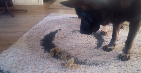 The gentle German Shepherd watches quail birds