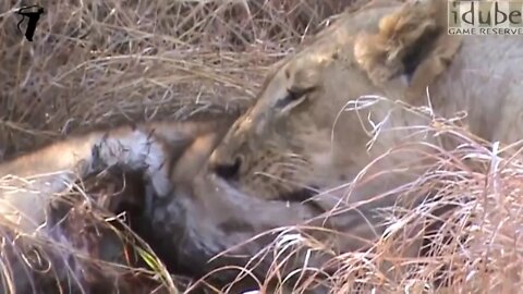 Male Lion Chases Lioness Off Her Meal