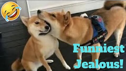 💥Funniest Jealous Pets Ever Viral Weekly LOL😂🙃💥 of 2019_ Funny Animal Videos💥👌