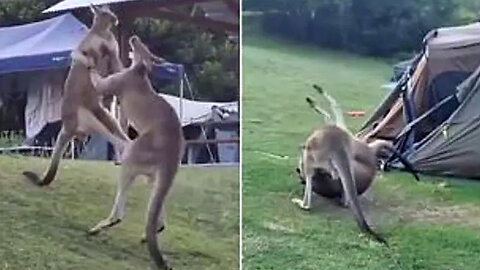 Kangaroo Brawl Crashes Into Family Tent at Trial Bay Gaol Campground On NSW Mid-North Coast
