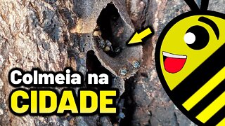 COLÔNIA NATURAL de ABELHAS MANDAGUARI PRETA no centro da cidade #Shorts