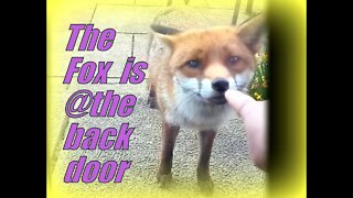 🦊The friendly #fox is at the back door patiently waiting for food