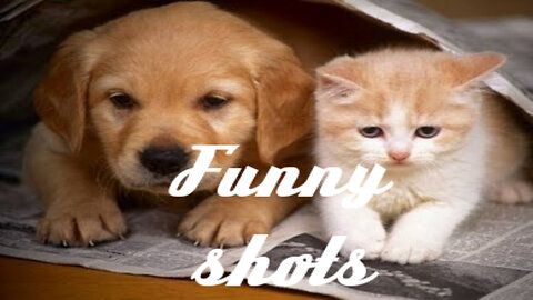 Funny shots with pet cats and dogs