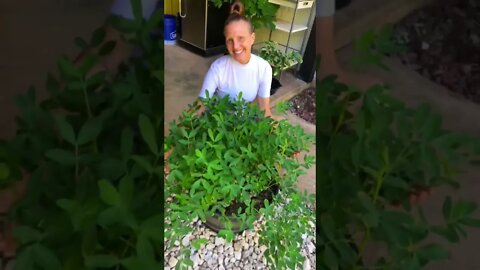 Jenny’s SUPER EXCITED ABOUT her Peanut plants! 🌱😀 #shorts #viral #trending #trendingshorts