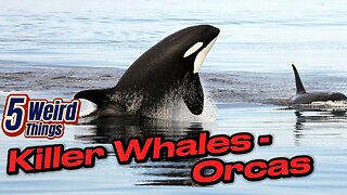 5 Weird Things - Killer Whales - Orcas (Actual killers?)