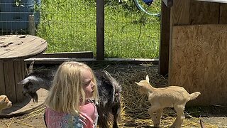 More Baby Goats on the Way 🐐Chamberlin Family Farms #goats #pregnant #farming #homesteading