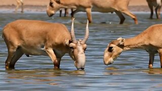 Animal em risco crítico (Saiga)