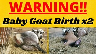 WARNING - Two Momma Goats Give Birth!!