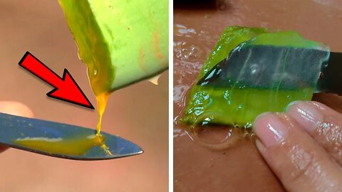 How to Safely Use Aloe Vera as Medicinal Plant