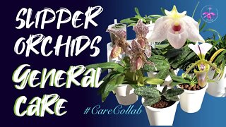 Slipper Orchids | A BEGINNER'S MISTAKES explained & CORRECTED | One stop shop set-up #CareCollab