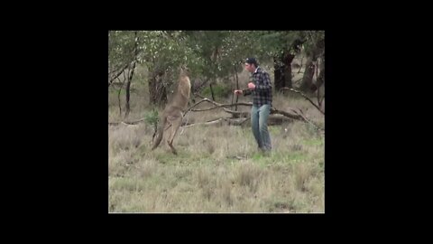 When a kangaroo gets punched in the face and the doom music kicks in #Shorts