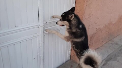 Animals Dogs Husky Door