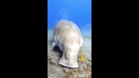 Sea Cow or Dugong?