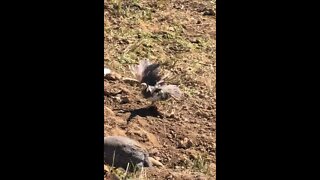 Baby guinea fowl first time stretching injured wing outdoors.