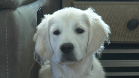 7 Problem Solvers: Puppy scam leads to Lockport couple losing nearly $4,000