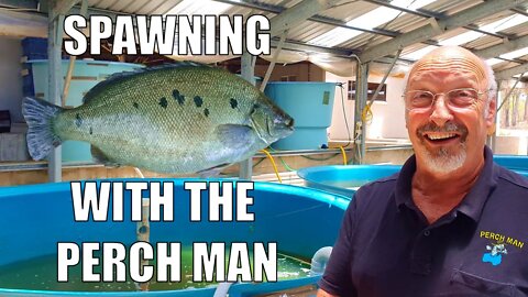 Jade Perch Spawning & Raising Fingerlings with The Perch Man 🐟 | An Aquaponics Must See Video