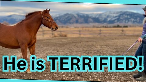 Training a SCARED horse~Dealing with past trauma in AUCTION horses