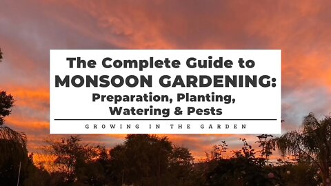 COMPLETE Guide to MONSOON Gardening: Preparing, Planting, Watering & Pests