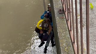 Firefighters save dog trapped in water under bridge