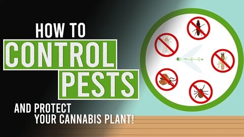 How to Control Pests and Protect your Cannabis Plant!