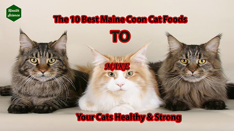The Top 10 Best Maine Coon Cat Foods to make your Cats Healthy & Strong