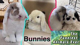 Adorable Bunny: Non-stop Hopping - A Dose of Cuteness!