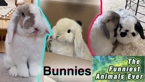 Adorable Bunny: Non-stop Hopping - A Dose of Cuteness!