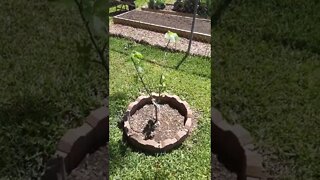 tree update #shorts https://www.youtube.com/watch?v=_ECRo5w-c84