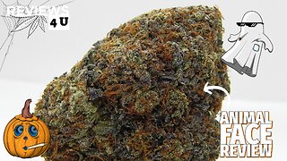 ANIMAL FACE STRAIN REVIEW | THC REVIEWS 4 U