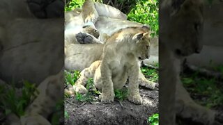 Cute Lion Cubs | Saturday #shorts