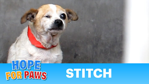 Kobe/Stitch - a 15 year old, one eyed dog - rescued! Please share and help us find him a home.
