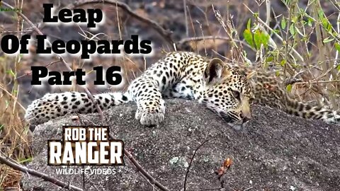 Leap Of Leopards: Mother And Cubs (16): A Meal At Moon Rock