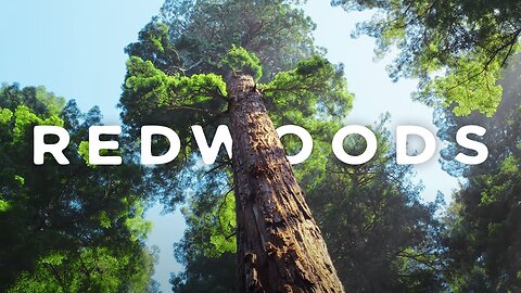 Redwoods 8k 60p HDR in 2022