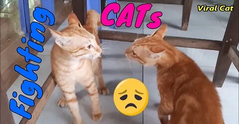 Cats Fighting and Meowing - These Two are Bloody Brothers | Viral Cat