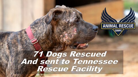 71 Dogs Rescued And sent to Tennessee Rescue Facility