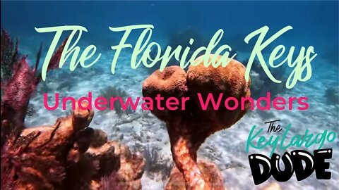 Underwater Wonders of Key Largo - Snorkeling in Carysfort Reef 4K