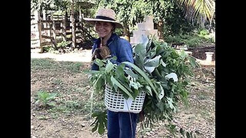 Beautiful Bonny’s México garden update