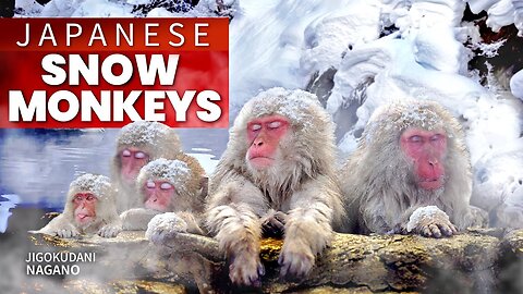 Japanese Snow Monkey Hot Spring Experience | Nagano ★ ONLY in JAPAN