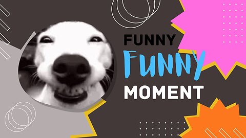 Funniest Cats and Dogs 🐶🐱 | Funny Animal Video | Toon Tv