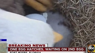 Eagle watch: One egg has hatched, waiting on number two