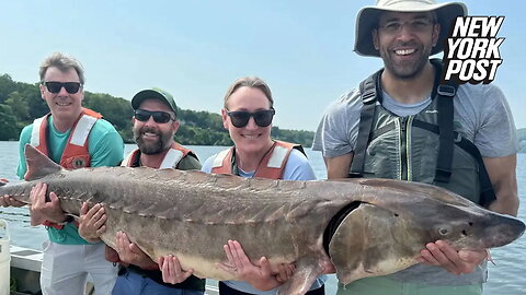 Monster 220-pound fish caught in Hudson River