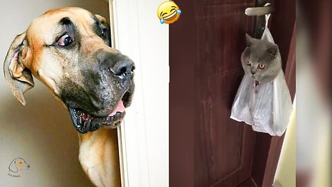 Funniest Animals 2024 - Funny Cats and Dogs Video #25