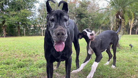 Digging Diva Great Dane Doesn't Want To Share Her Hole With The Puppy