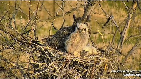 Rodger's Place-Waking From a Nap 🦉 4/28/22 07:31