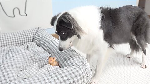 Border Collie Shocked by the Rescued Tiny Kitten Occupying Her Bed