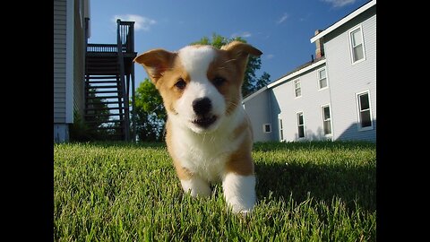 🐾🐶 These Hilarious Slow-Mo Corgi Puppies - 30 Seconds of Laughter & Smiles! 📹😄