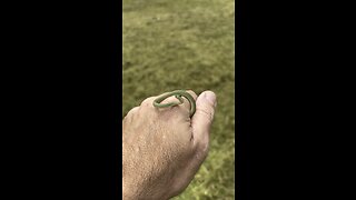 Small Rough Green Snake, love coming across these little cuties